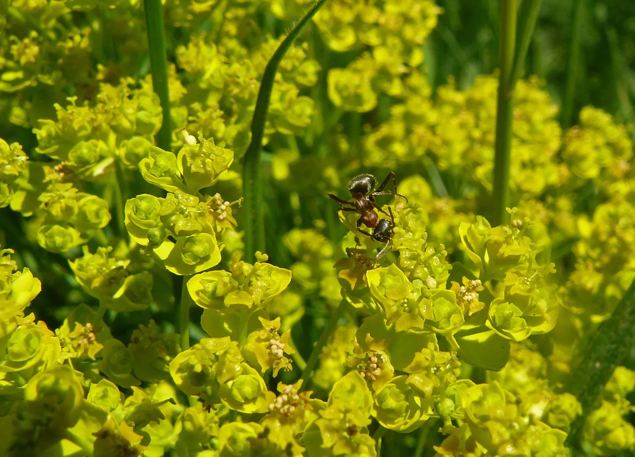 ant euphorbia pl 3.jpg