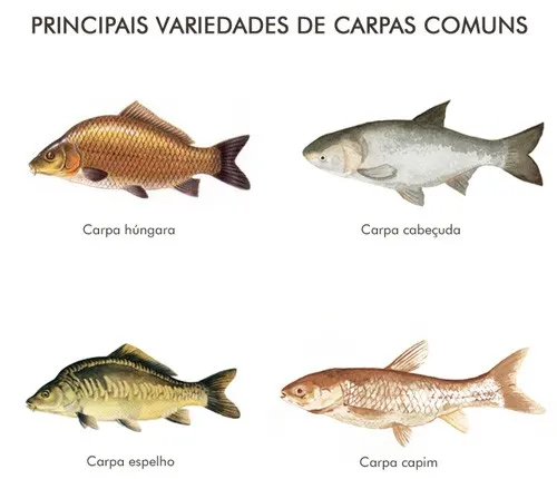 carpas-comuns-cursos-cpt.jpg