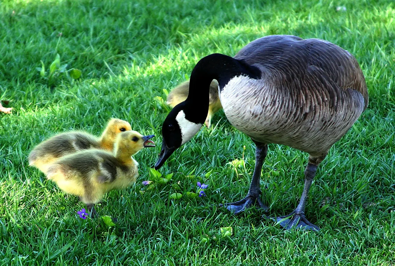 canada-goose-216003_1280.jpg