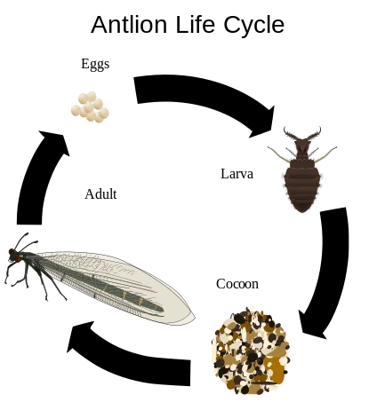 424px-Antlion_life_cycle.png