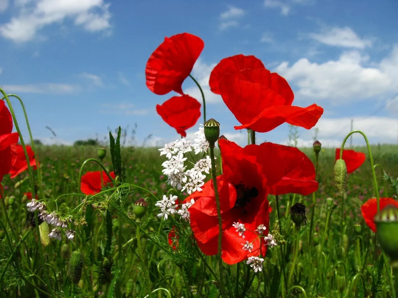 amapolas-rojas-y-blancas.jpg