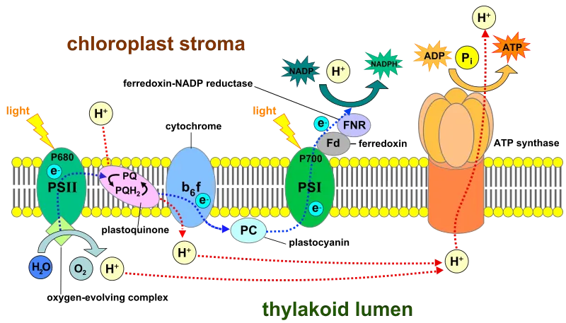 Thylakoid_membrane_3.svg.png