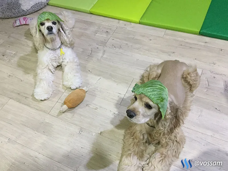 vossam_2018_0208_1540_09.jpg
