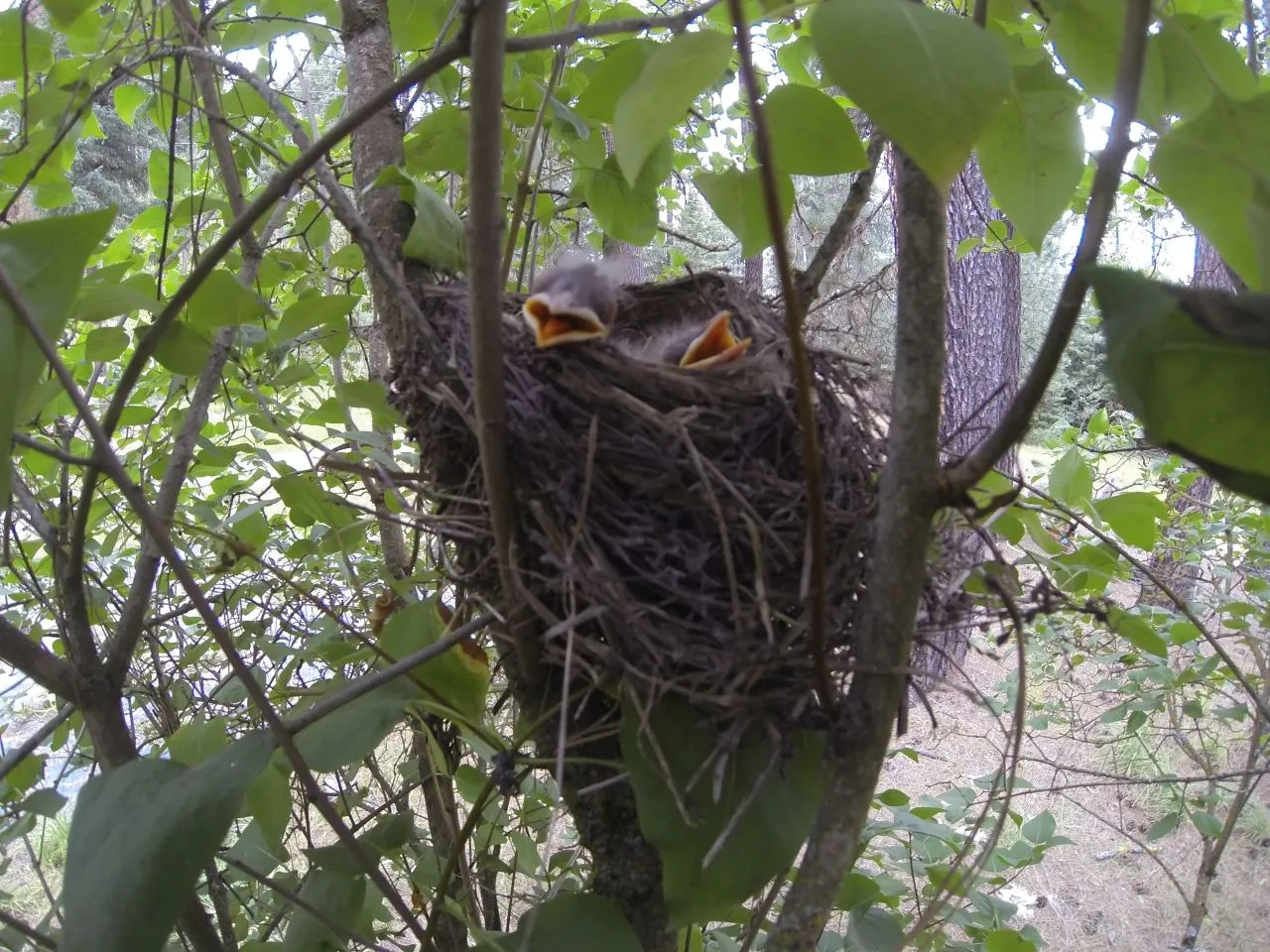 Smiling birds 7-16-a.jpg