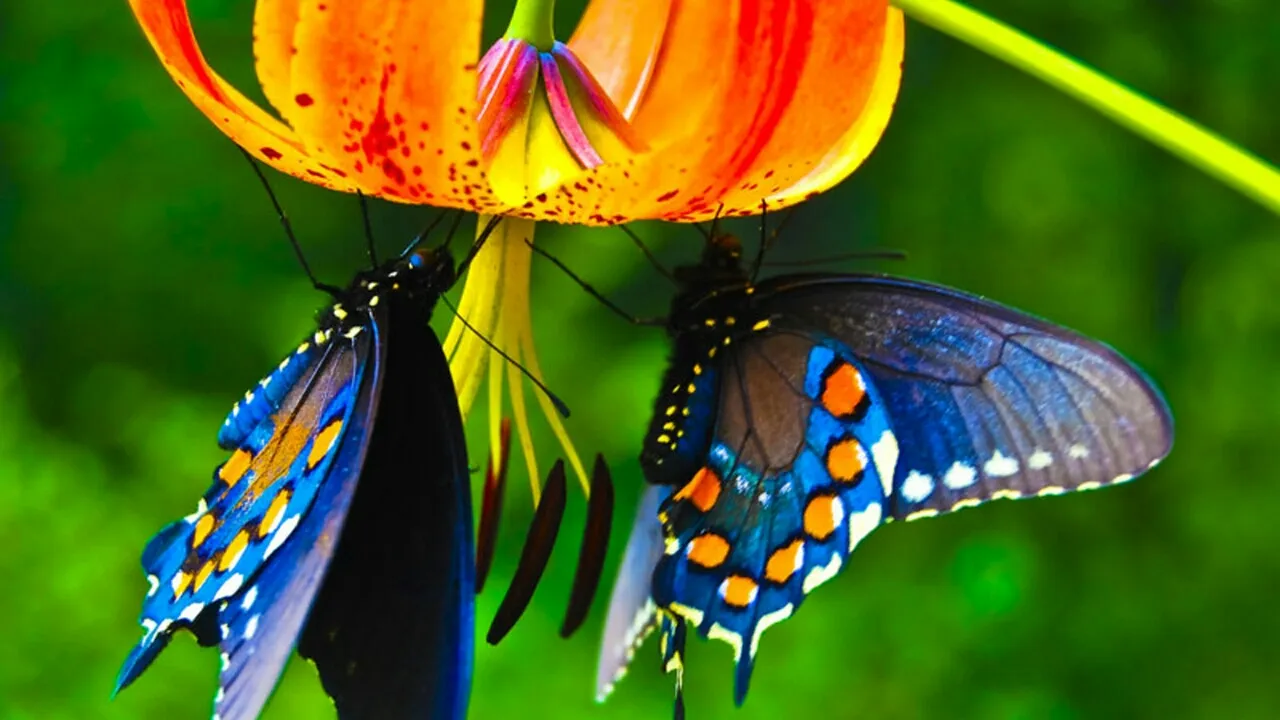 Butterfly_Wallpaper_5012.jpg