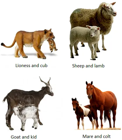 animals-and-their-babies.png