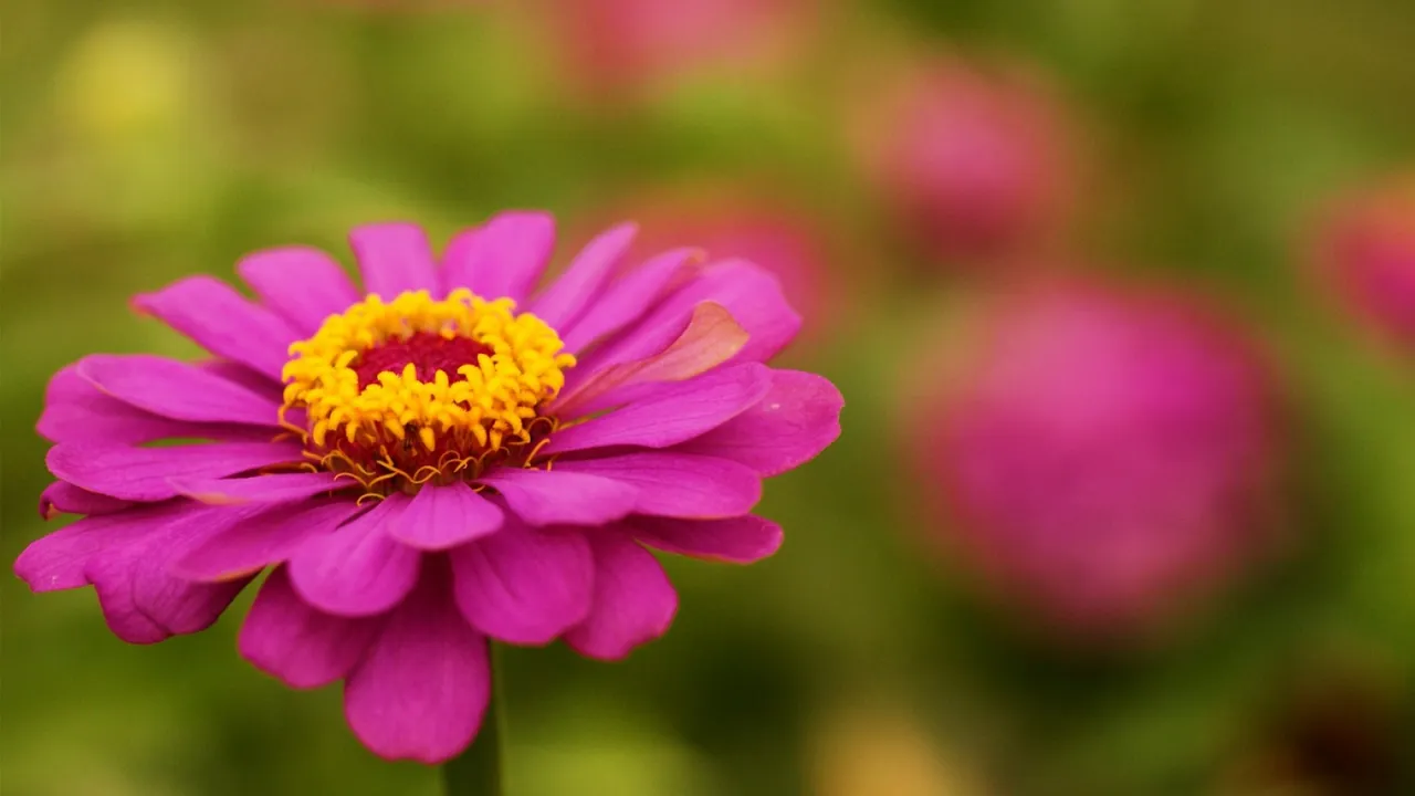 zinnia-flower-wallpaper3.jpg