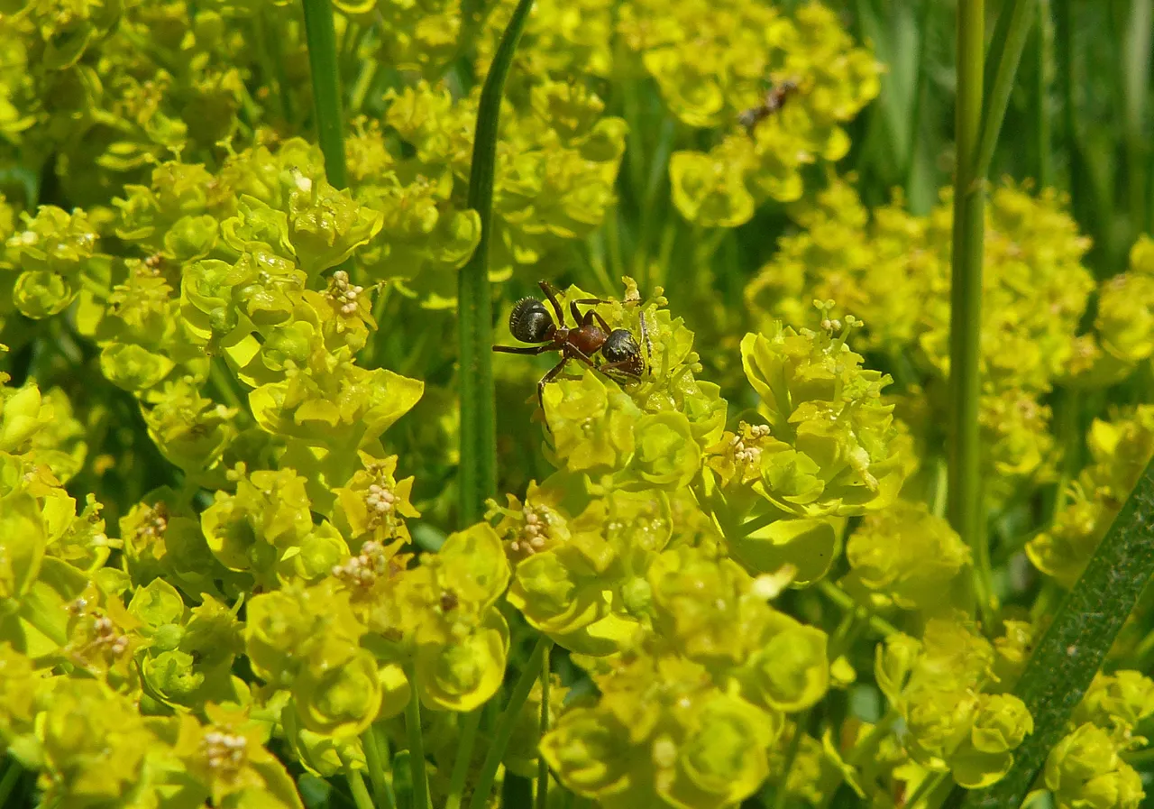 ant euphorbia pl 1.jpg