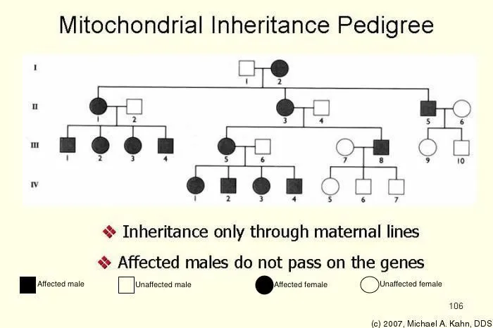 mitochondrial pedigree.jpg