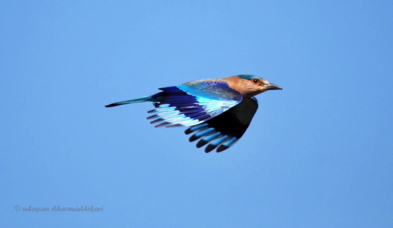 indian roller flight.jpg