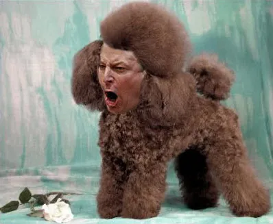 al gore sex poodle.jpg