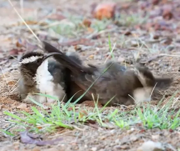 White-browed Babblers1.png