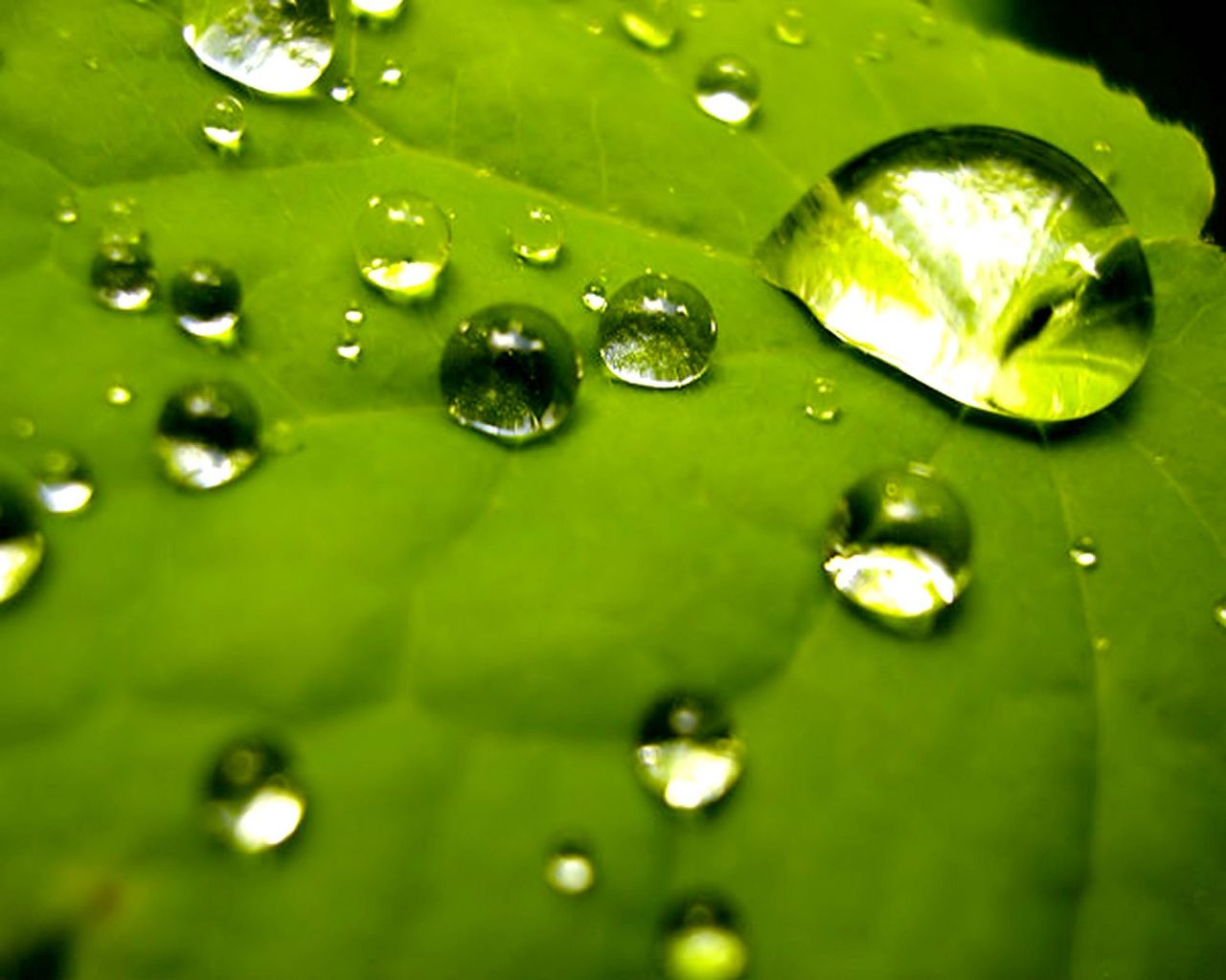 Green Styles_5 by Grrrrr.jpg