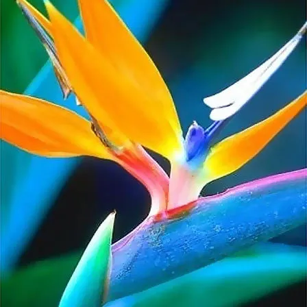 bird-of-paradise-flowers.jpg