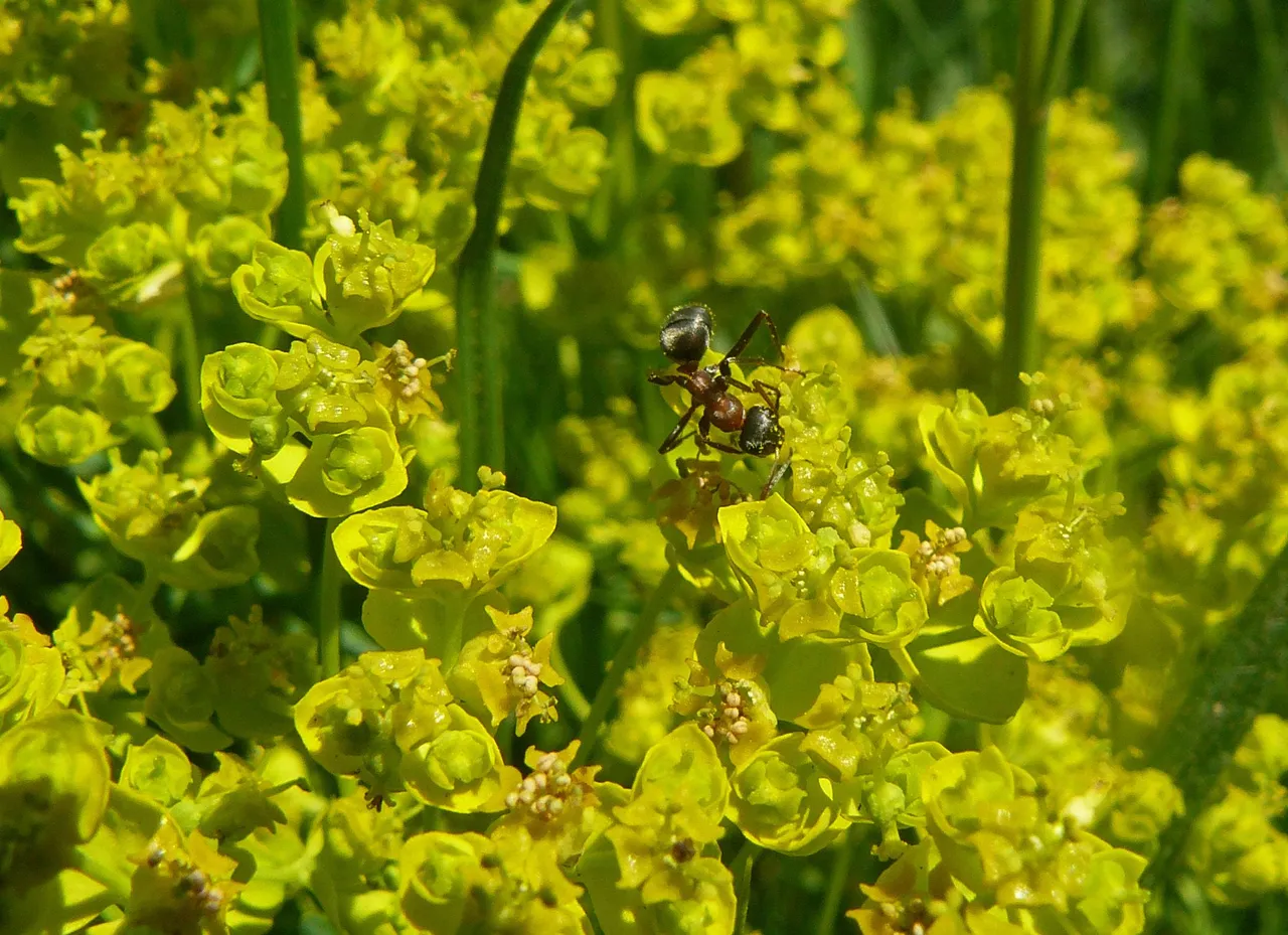 ant euphorbia pl 2.jpg