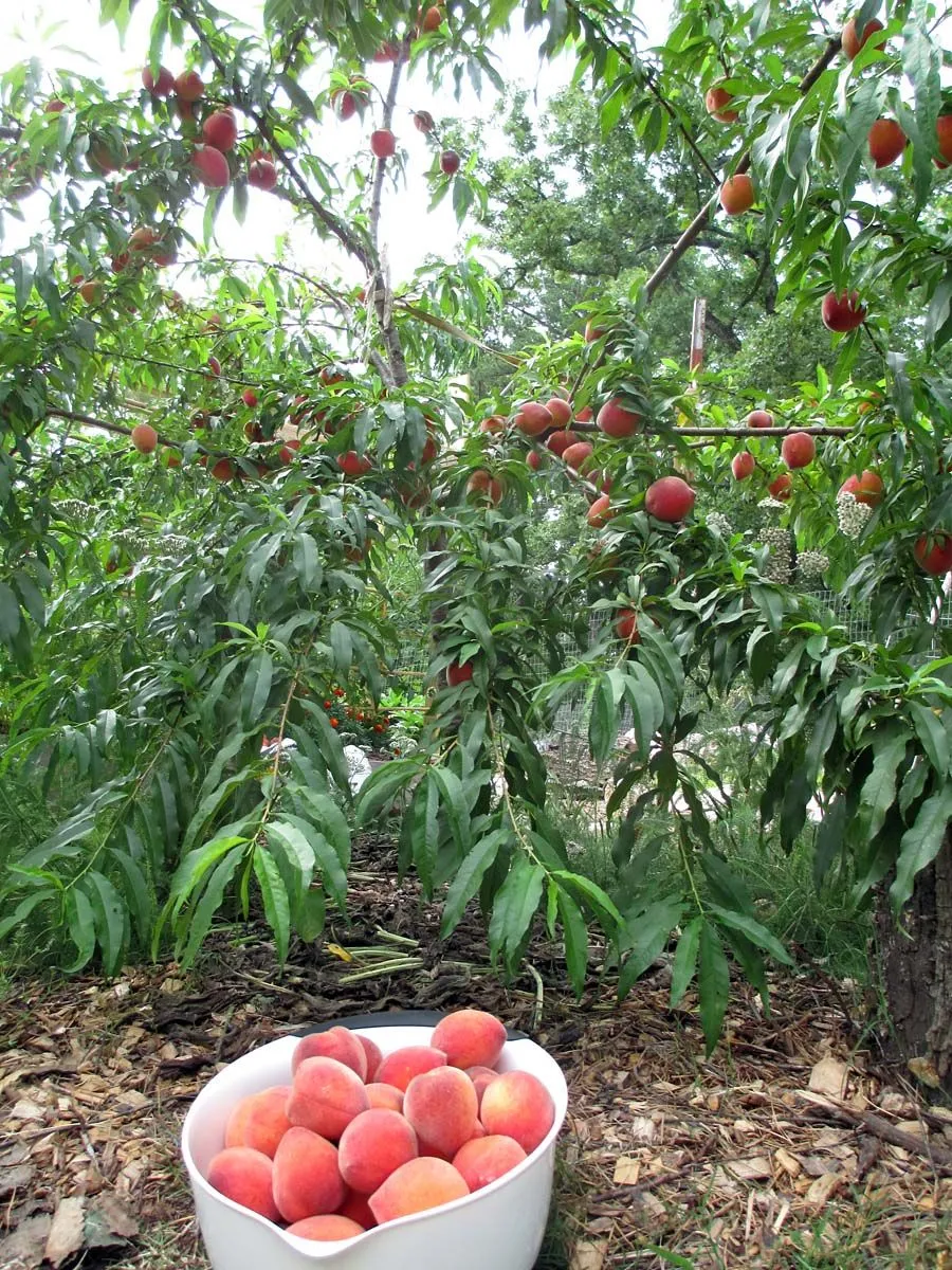 peach_harvest_june_2nd_2.jpg