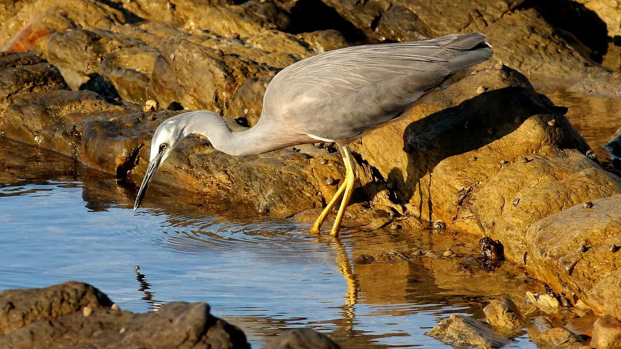 White-faced Heron n1.jpg