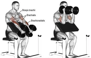 Preacher hammer curl.jpg