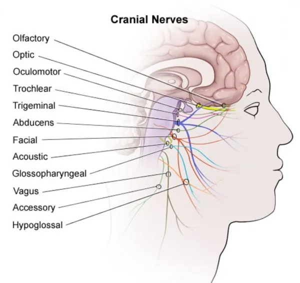 Nerves-Pictures1-600x566.jpg