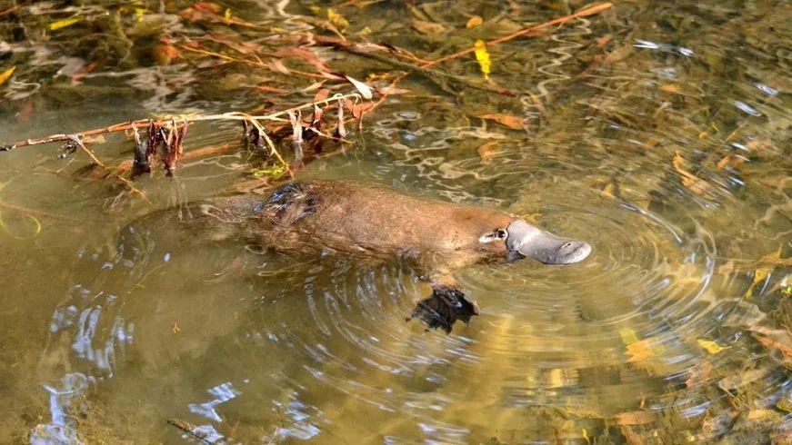 Wild_Platypus_4 333333.jpg