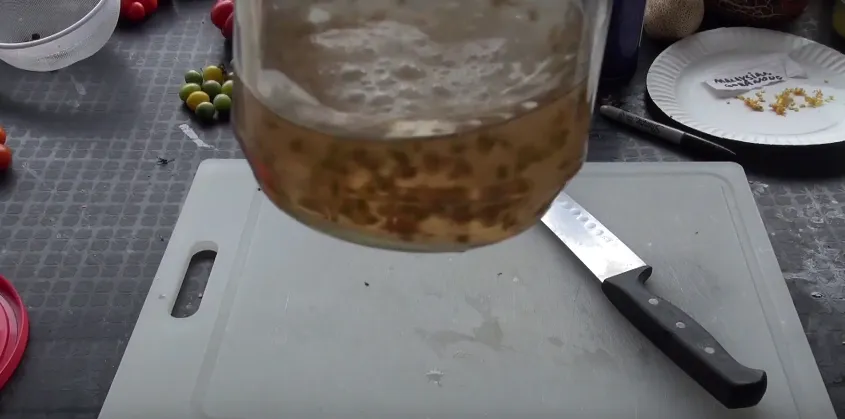 tomato seeds fermenting4.png