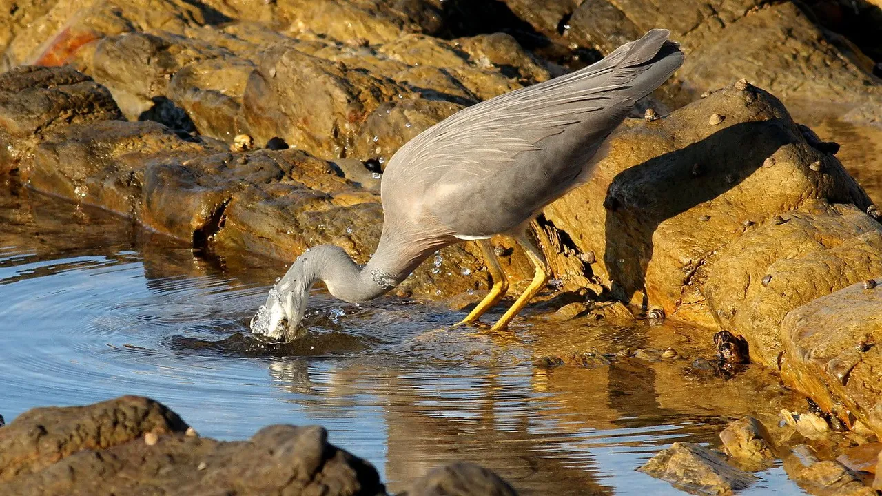 White-faced Heron n2.jpg