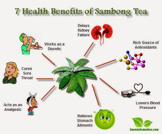 sambong_2Dtea_2Dbenefits.jpg