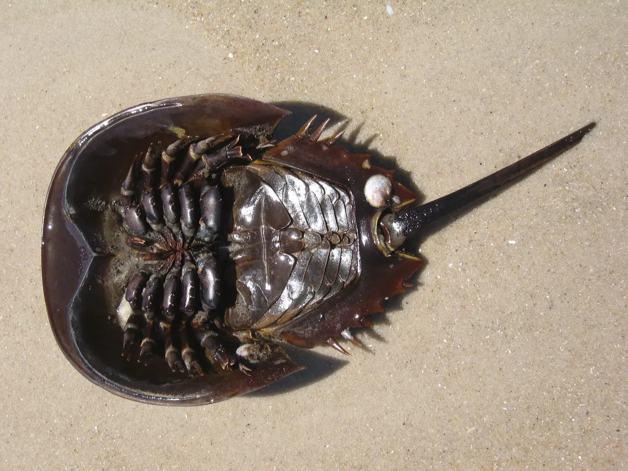 Horseshoe_crab_underside.jpg