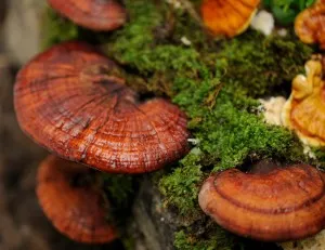 reishi-mushroom-benefits.jpg