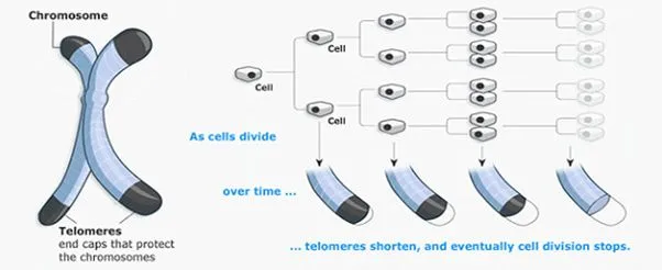 chromosome_telomeres_img.jpg