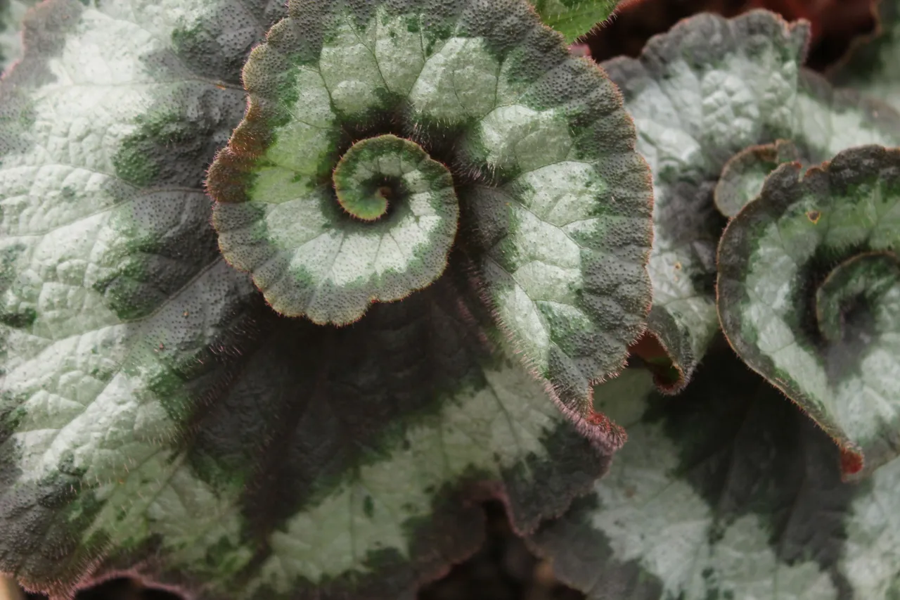 Begonia rex Escargot.JPG