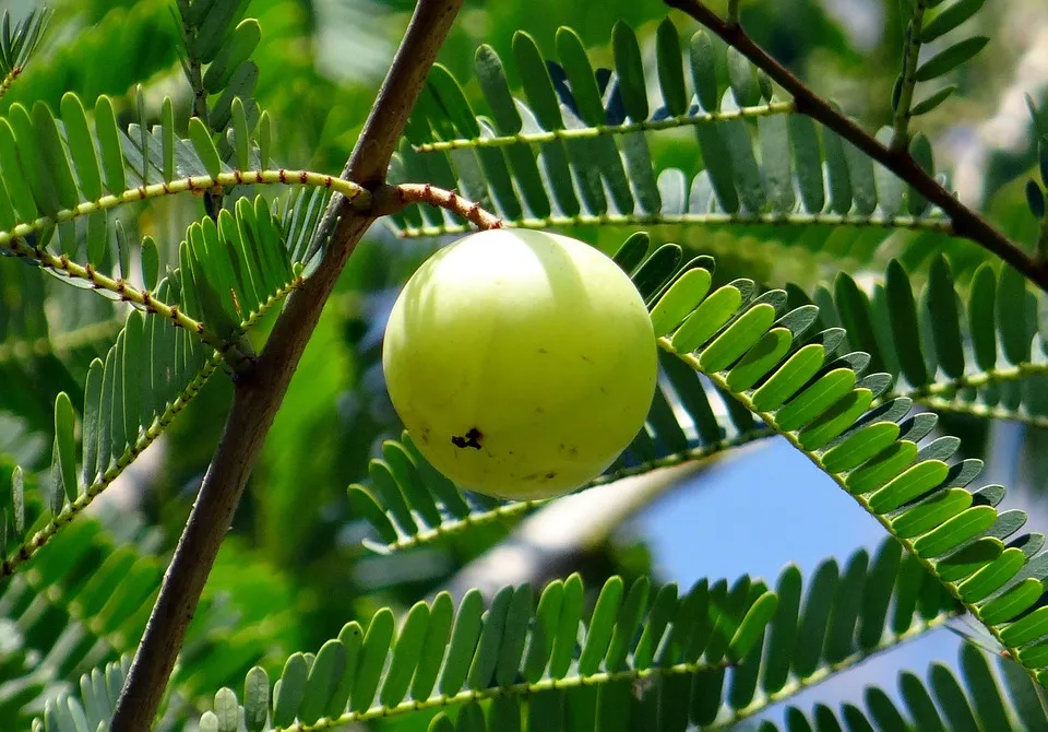 indian gooseberry 00.jpg