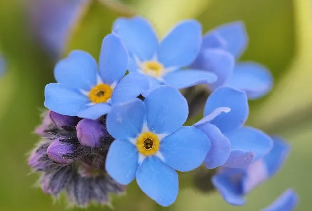 forget-me-not-737408_640.jpg