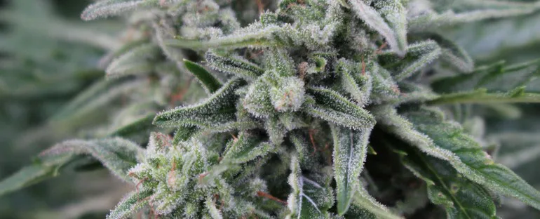 northern-lights-cannabis.jpg