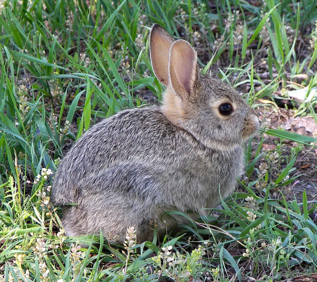 1024px-Rabbit_in_montana.jpg