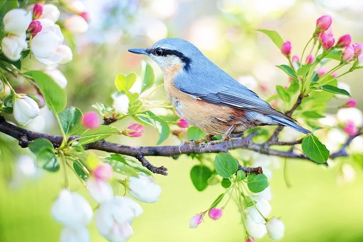 spring-bird-2295431__480.jpg