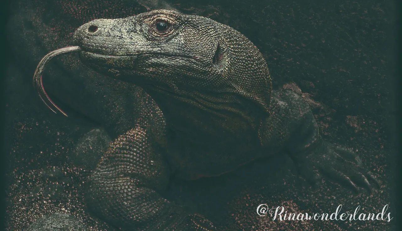 komodo rinawonderlands.jpg