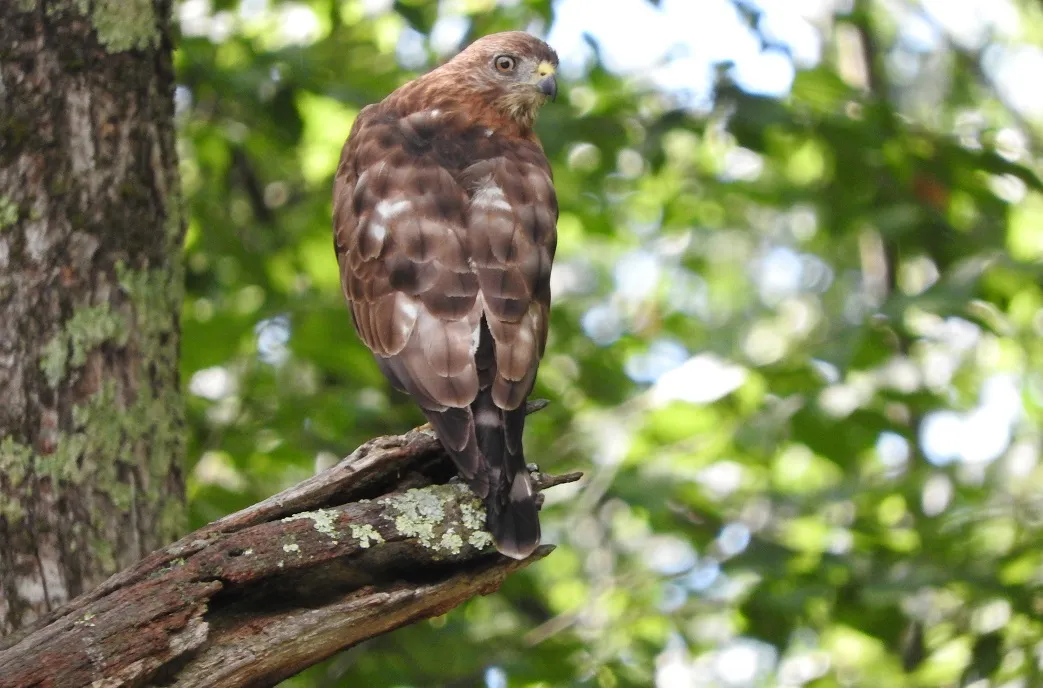 12 Hawk photos