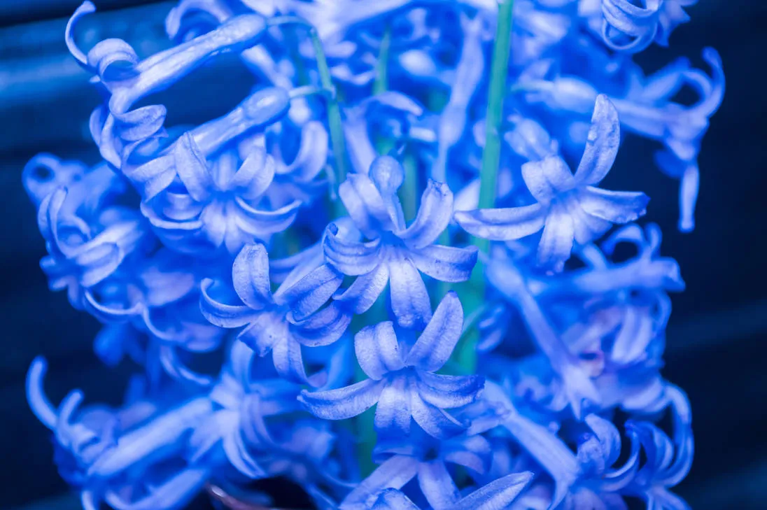 flower3