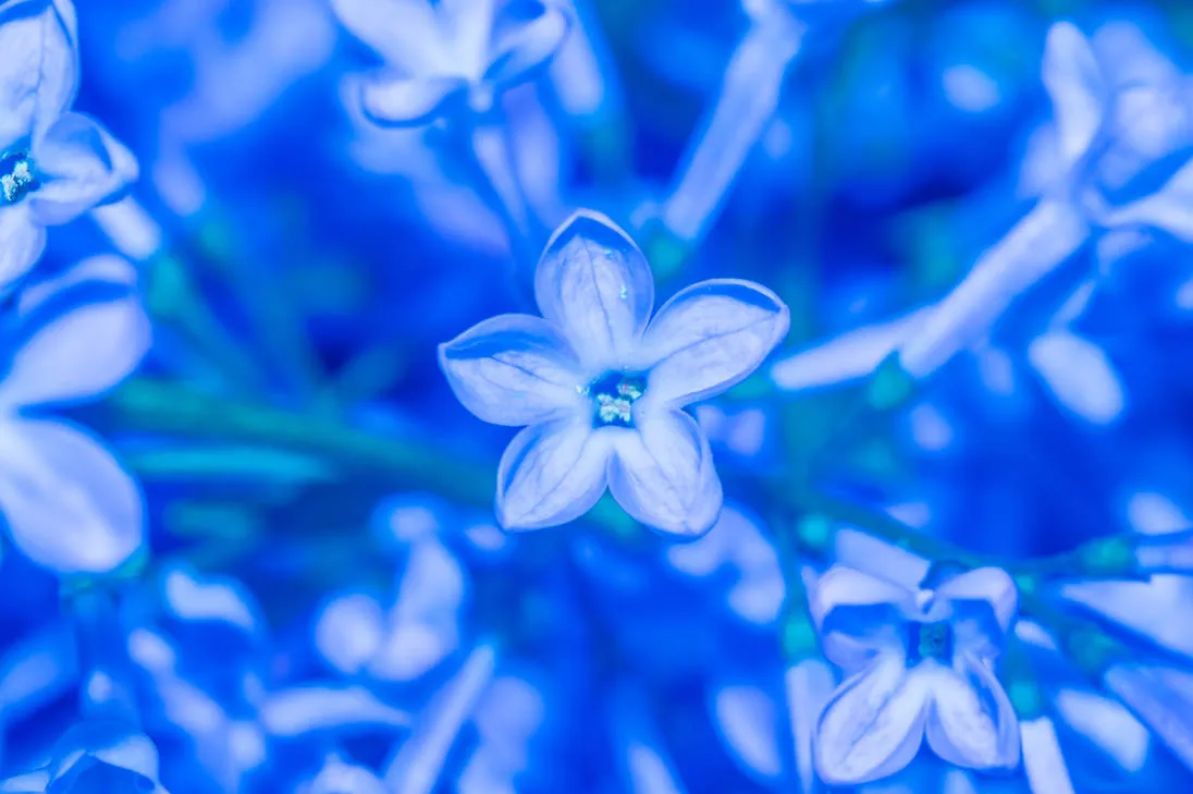 flower1