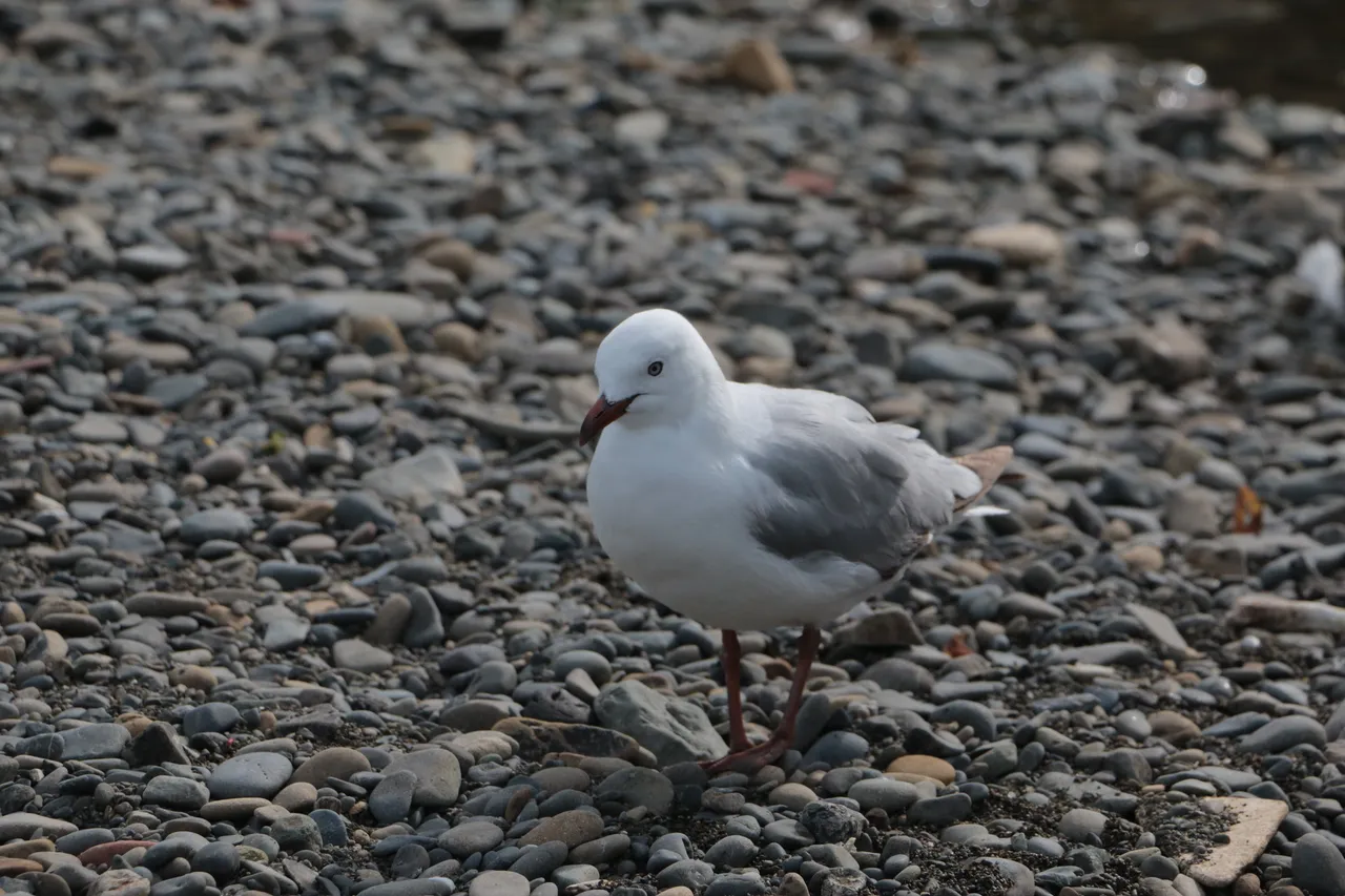 gull