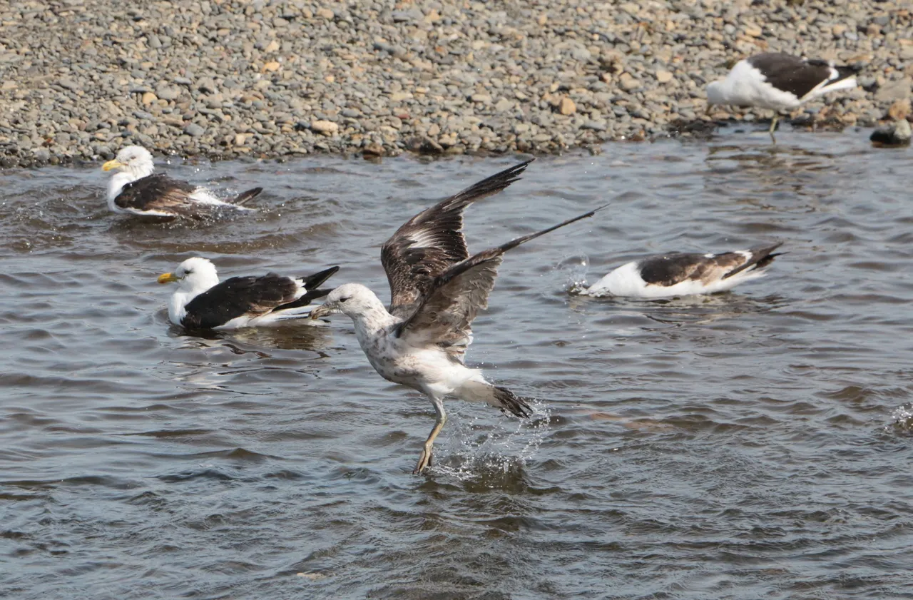 gull