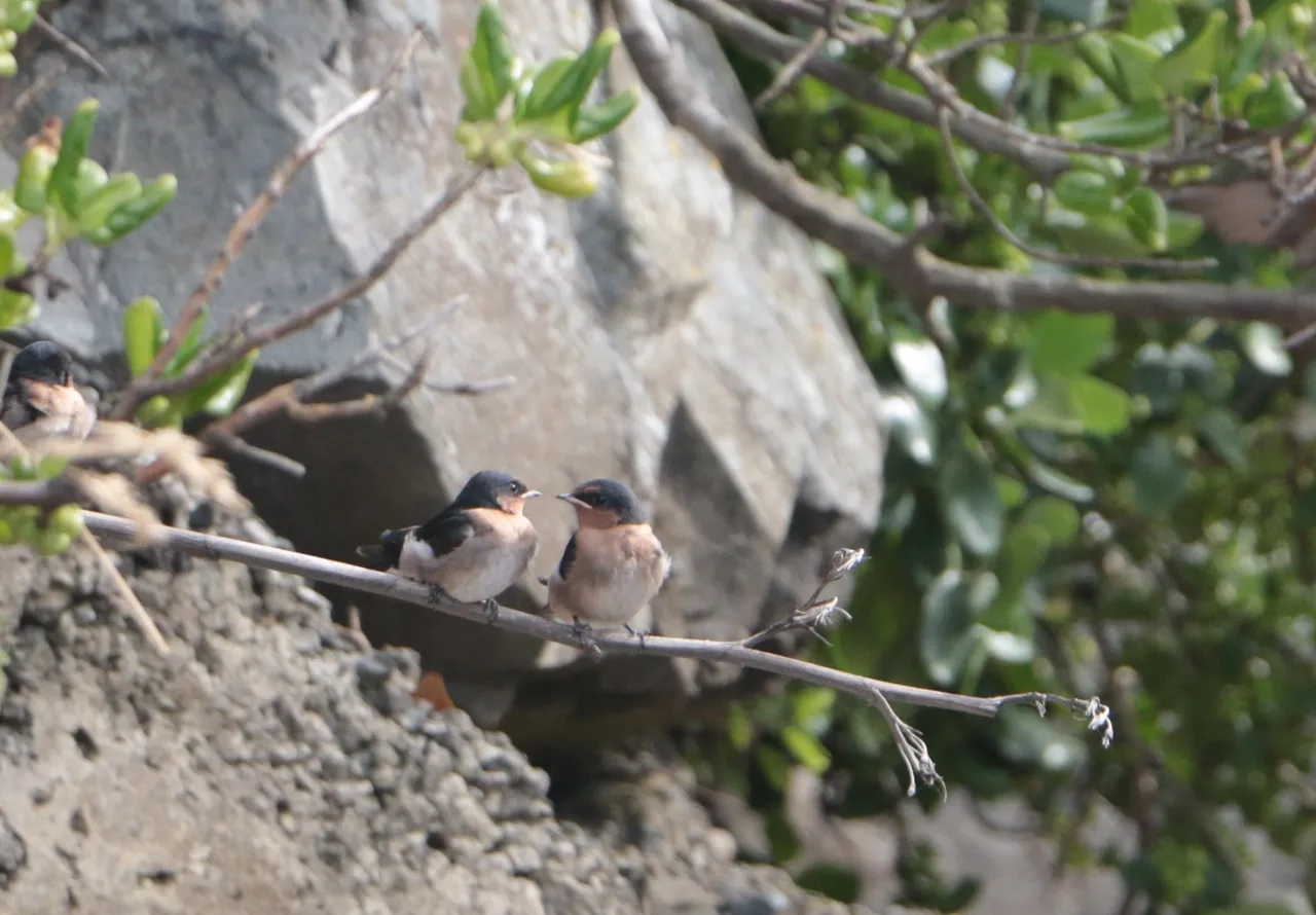 small bird