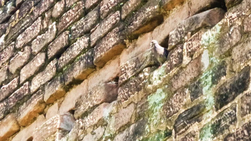 Pigeaon