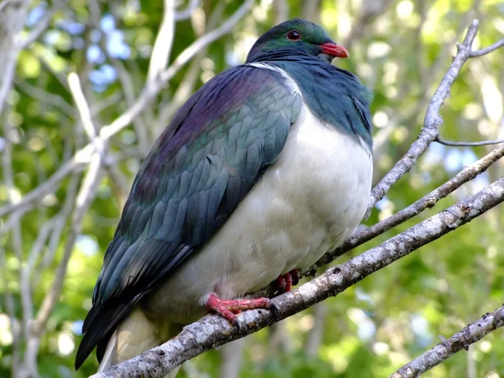 wood pigeon