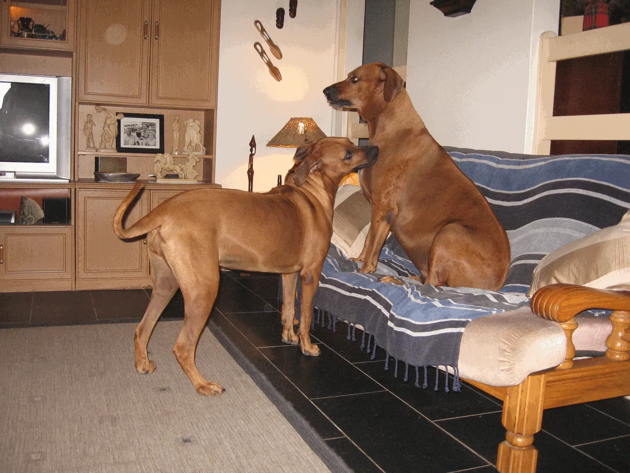 Dogs_Rhodesian_Ridgeback