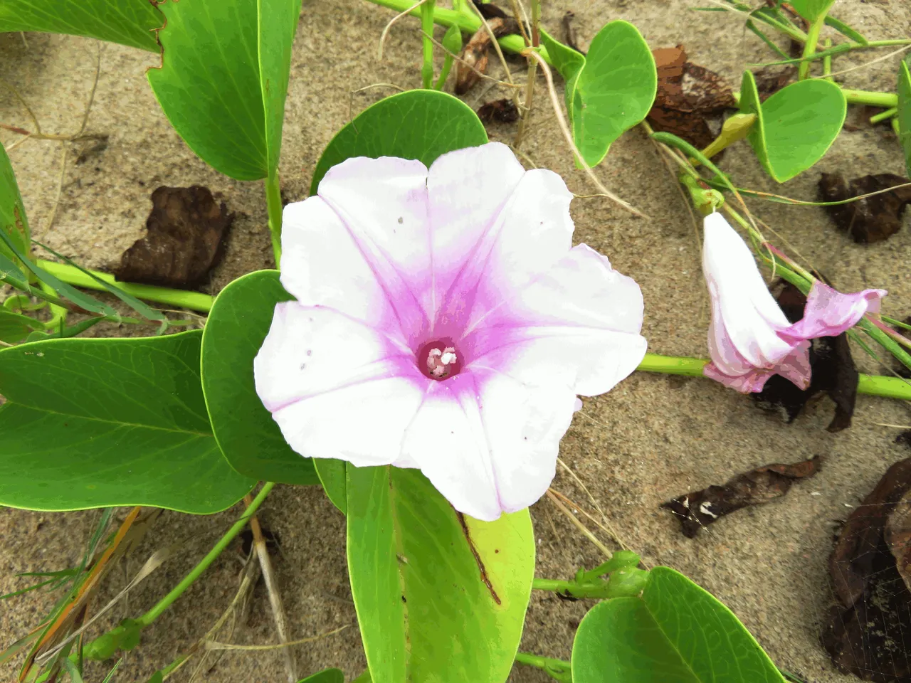 Fig-leafed morning glory