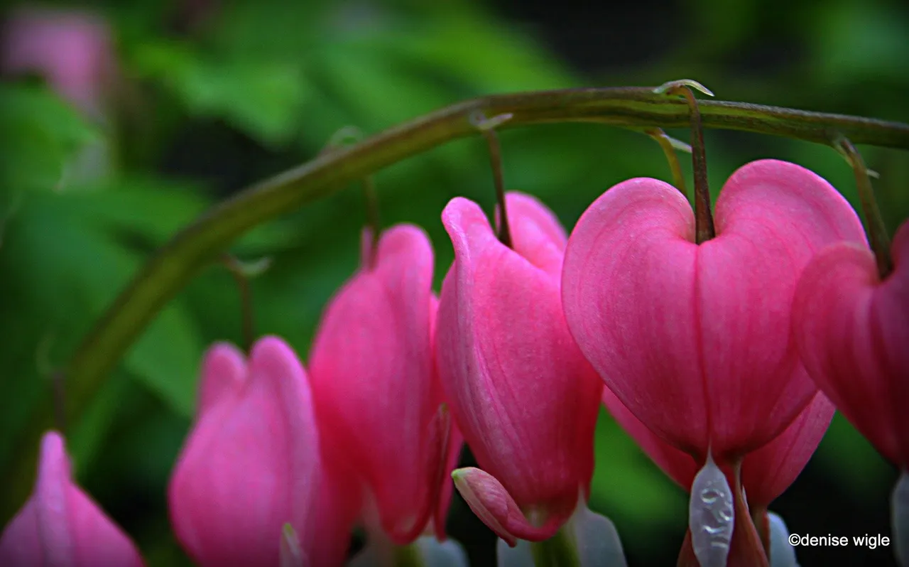 15972726_10154917040683832_7581149185534269275_o Bleeding hearts 2.jpg