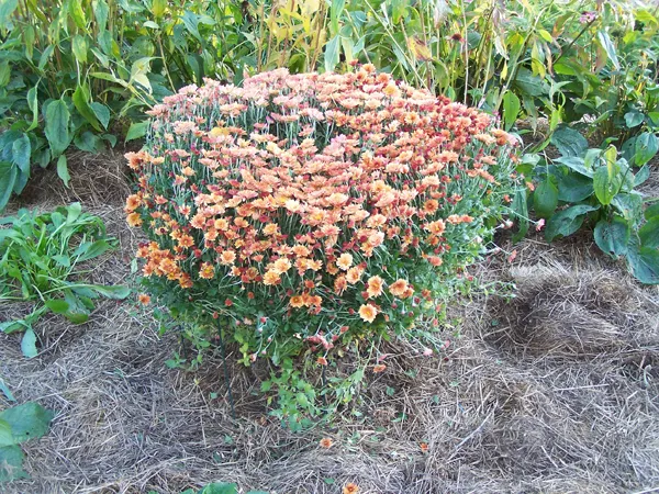 Big garden - goldy mum with supports crop October 2019.jpg