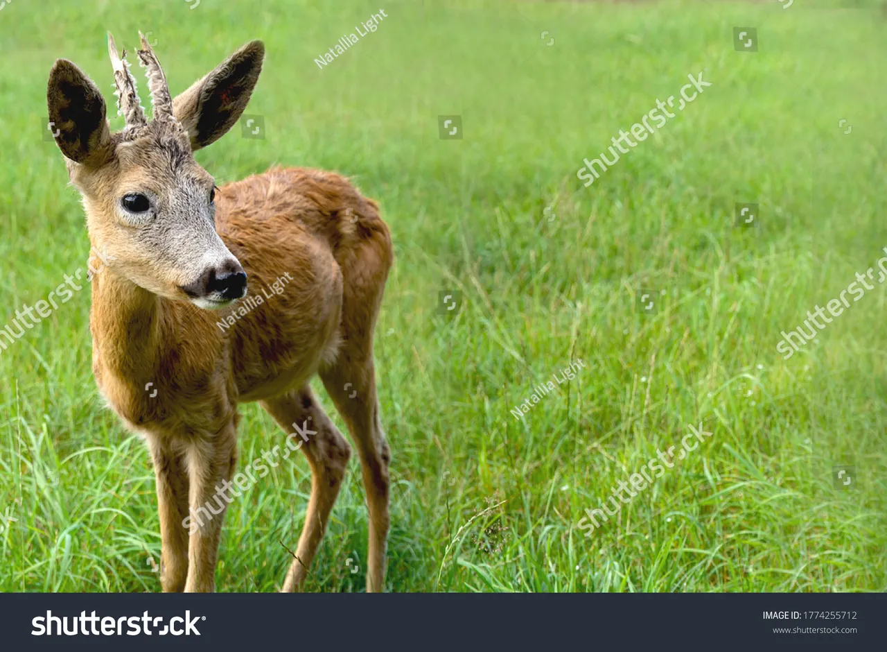 stockphotolittleroedeerwithhornsindefocusonagreenbackgroundinblur1774255712.jpg